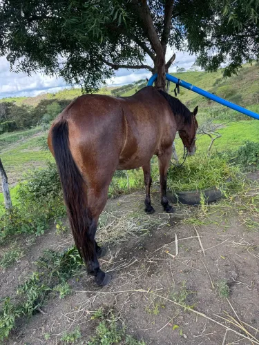 Égua mangalarga prenha