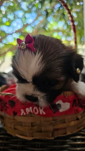 Shih tzu