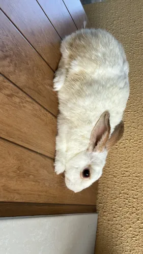 Coelhos adultos e filhotes para vender logo