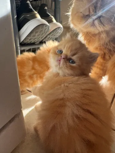 Gato Persa Filhote