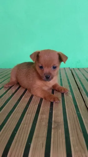Filhotes de pinscher