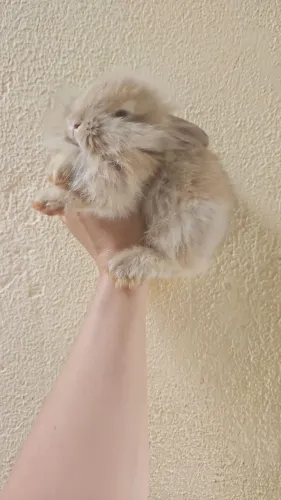 Mini coelho pra venda