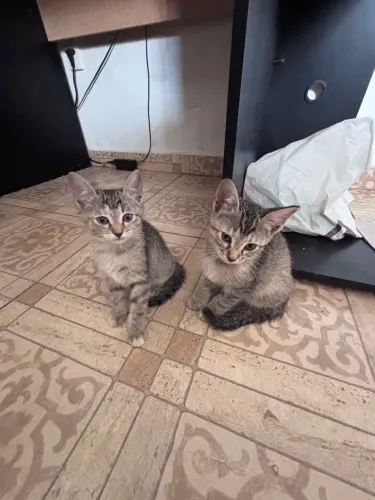 Gatinhas para adoção 