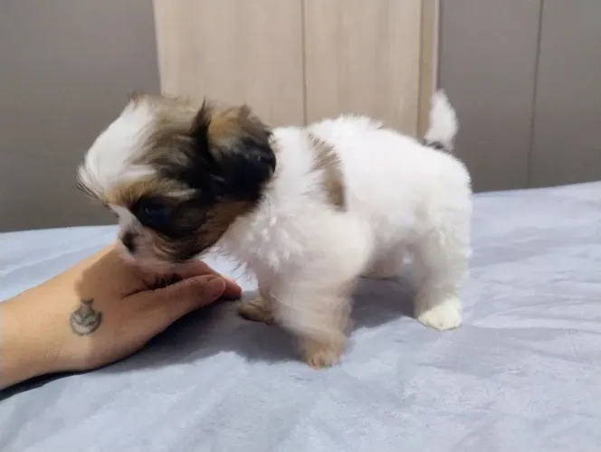 Vendo filhote de Shitzu macho ( completa 45 dias no dia 18/07/26)
