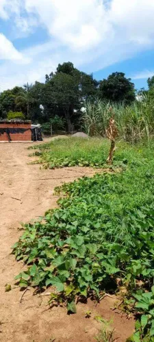 Terreno para aluguel Chácaras São Bento em Valinhos