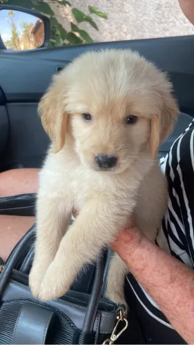 Filhotes de Golden Retriever