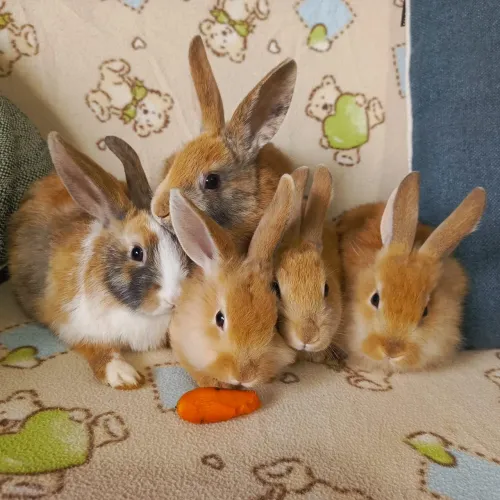 Mini coelho - Mini Lion Lop