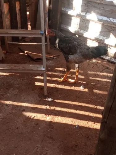Frango caipira
