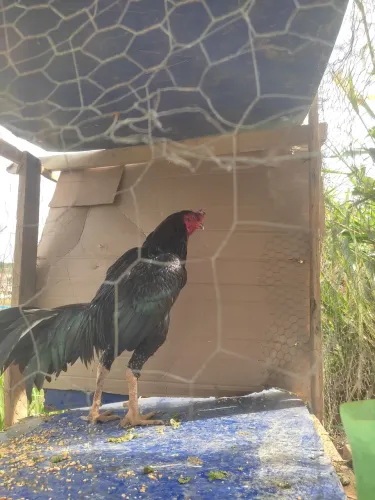 Galo índio 