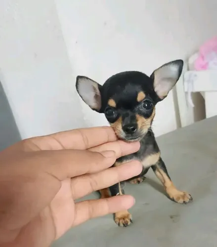 Pinscher 0 fêmea com pedigree