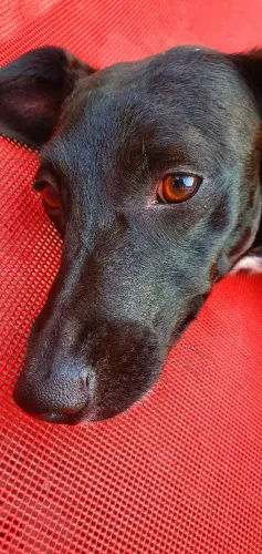 Cadela para adoção