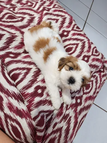 Shih Tzu - A companhia Perfeita Para Sua Família<br>