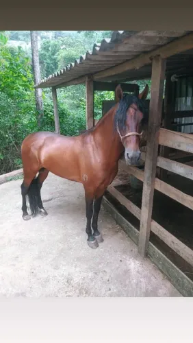 cavalo