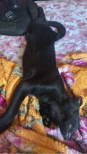 doa-se gatinha
