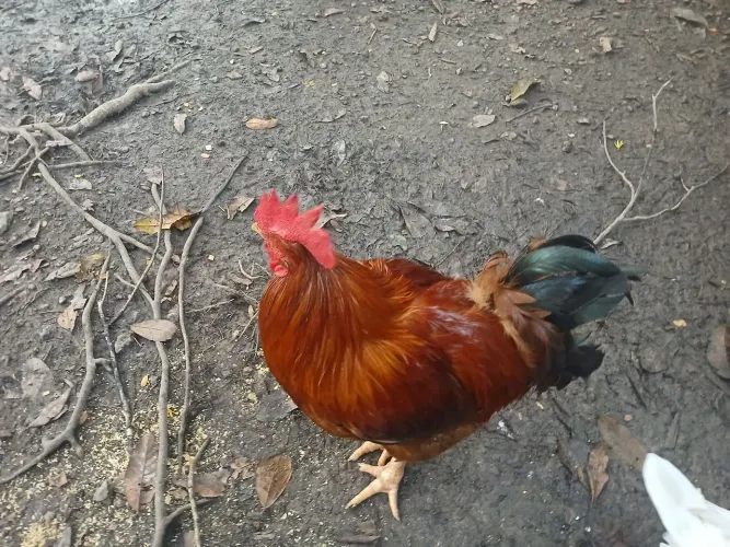 Galos e Patos