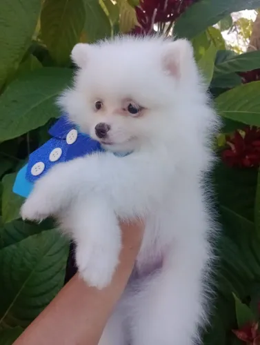 Spitz Alemão Anão, Macho com pedigree em 10x