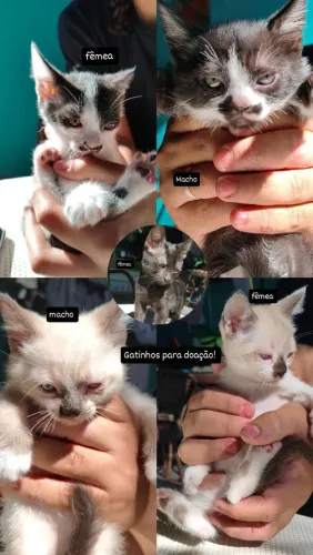 Gatinhos para doação!