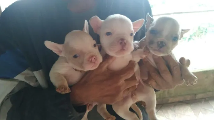 Vende se filhotes de American bully 