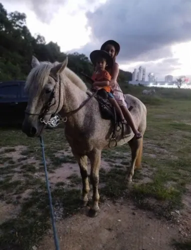 Cavalo crioulo bem manso par criança e iniciante.