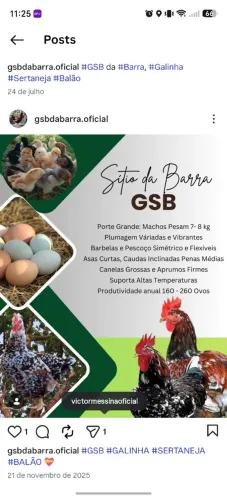 Ovos de GSB (Galinha Sertaneja Balão)