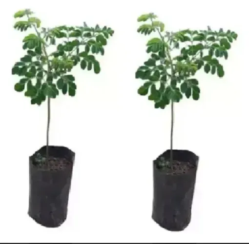 2 Mudas de moringa
