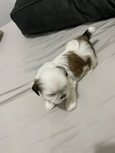 Shih Tzu macho
