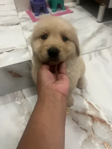 Golden Retriever Filhotes Lindos e Saudáveis