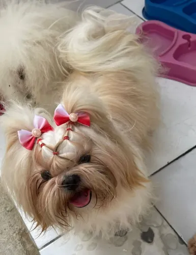 Shih Tzu Femea 