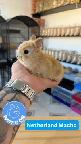 Mini coelhos (Roedores CWB)