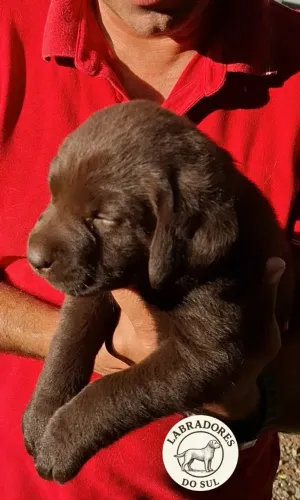 Filhote de labrador Inglês