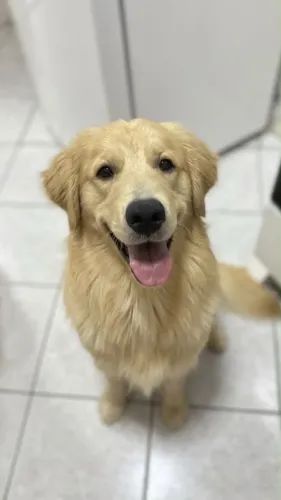Golden Fêmea