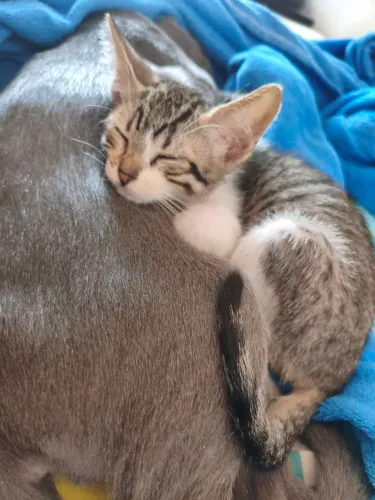 Gatinho fofinho