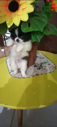 Spitz alemão anão macho