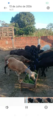 Vende-se Lote de Ovelhas Santa Inês