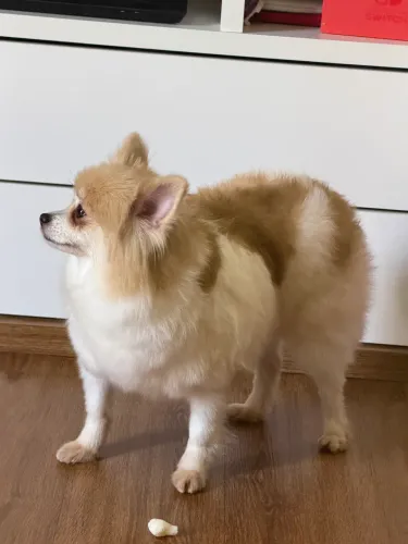 Doação Fêmea Spitz alemão