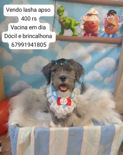 Vendo Cachorro