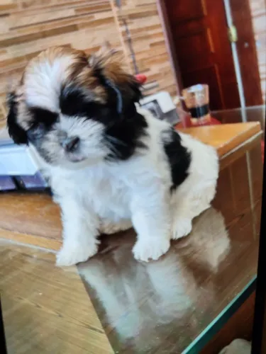 Filhote femia e macho Lhasa Apso!