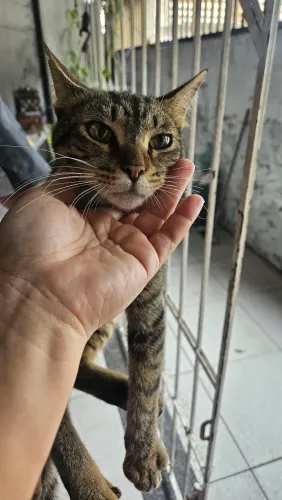 Adoção responsável gato