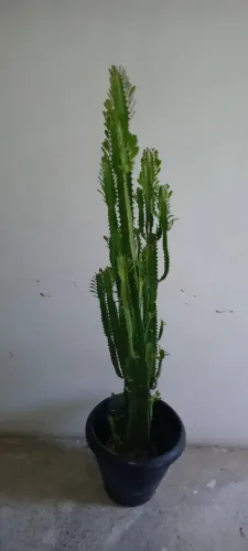 Cacto Candelabro