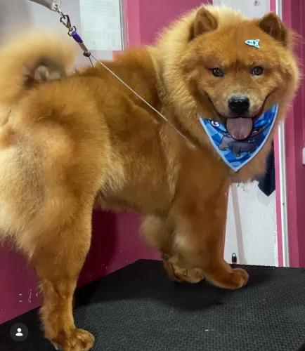 Doa-se Chow Chow