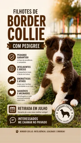 FILHOTE DE BORDER COLLIE