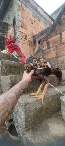 Frango novo
