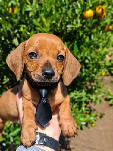 Dachshund macho filhote raça pura promoção