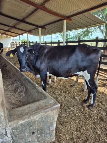 novilha e vacas girolanda