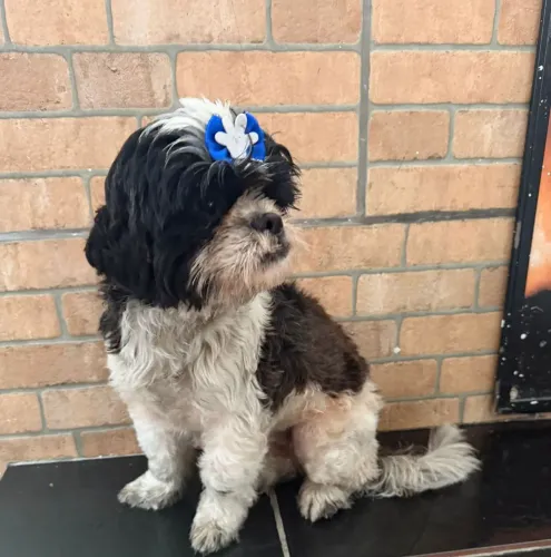 Shitzu macho 1 ano dócil