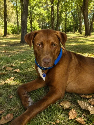 Cão Maho -  Porte G - Mestiço 5 meses
