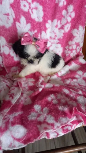 Shih tzu fofinha pronta entrega