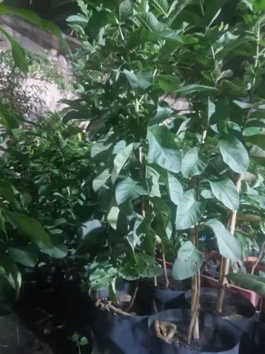 Goiaba Tailandesa vermelha enxertada 