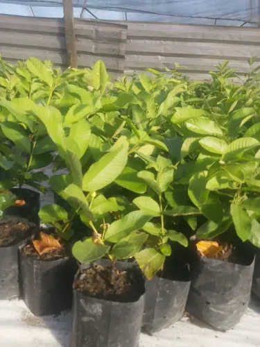 MUDA GOIABA TAILANDESA VERMELHA ENXERTADA