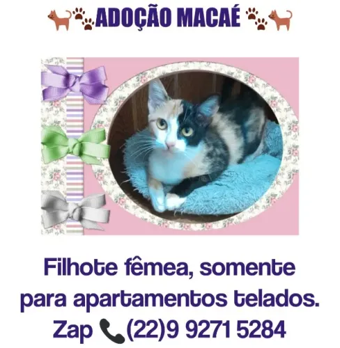 Gatos para adoção Macaé 